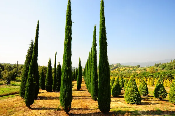 Кипарисовые деревья в саду-питомнике — стоковое фото