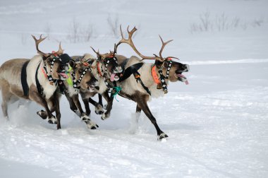 Reindeer Race