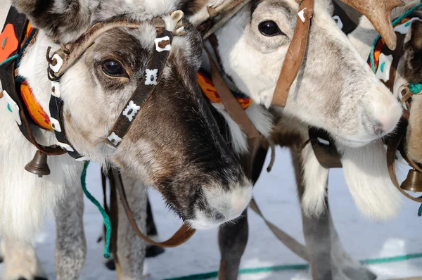 stock image Reindeer