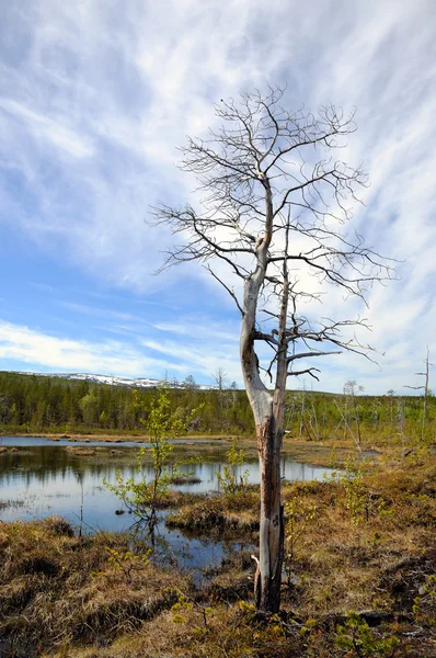 Dead tree near bog — Stock Photo, Image