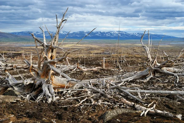 Velhas árvores mortas — Fotografia de Stock
