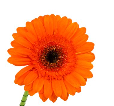 Gerbera clipart