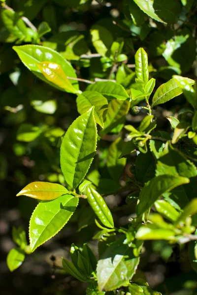 stock image Tea