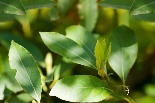 Stock image Laurel