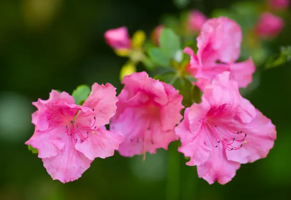 stock image Rhododendron indicum