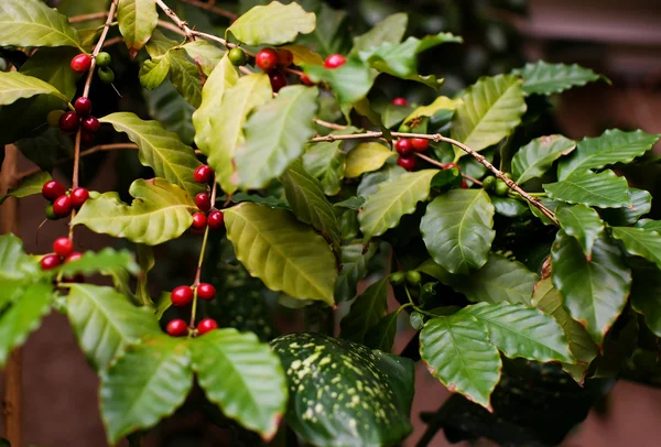 stock image Coffee tree