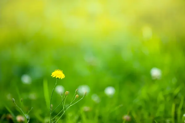 stock image Spring background