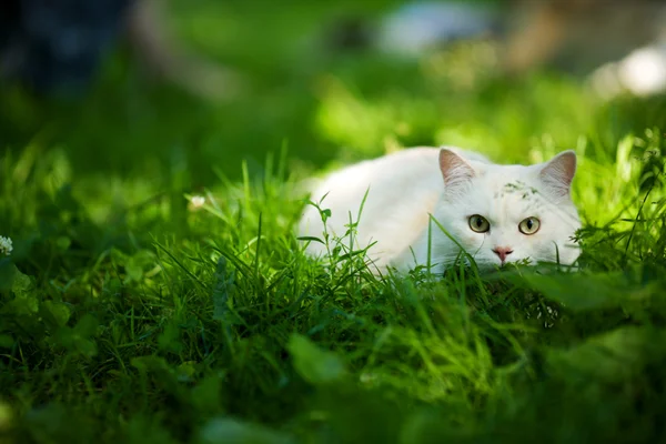 Άσπρη γάτα Φωτογραφία Αρχείου