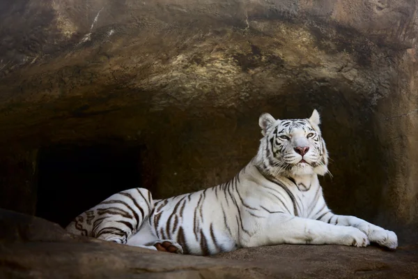 Harimau putih Stok Lukisan  