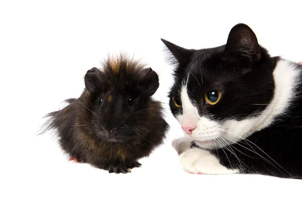 テンジクネズミと猫 — ストック写真