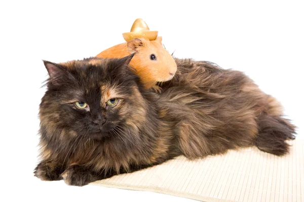 Cavy and cat — Stock Photo, Image