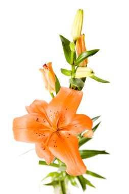 Orange lily clipart