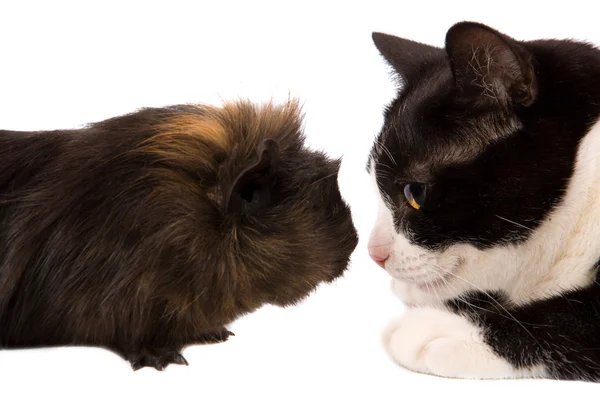 Cavy and cat — Stock Photo, Image
