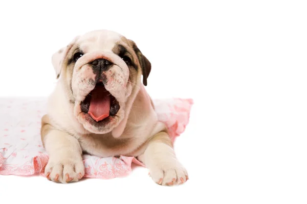 Yawning puppy — Stock Photo, Image