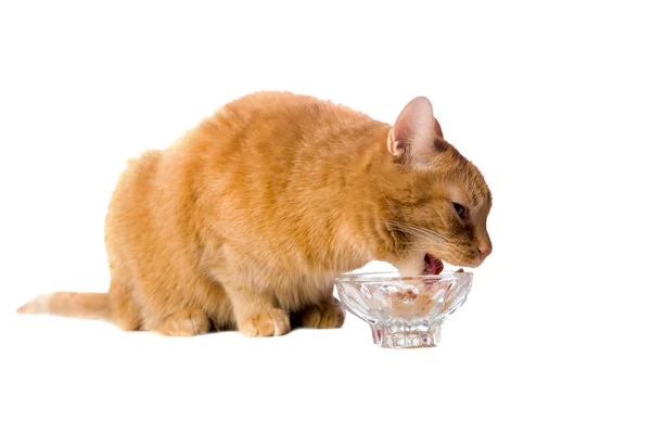 Cats dinner — Stock Photo, Image