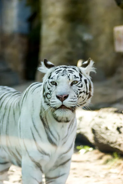 White Tiger — Stock Photo, Image