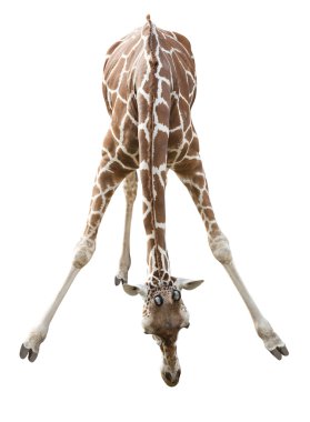 Giraffe clipart