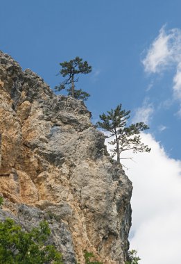 Pine-trees on a cliff clipart