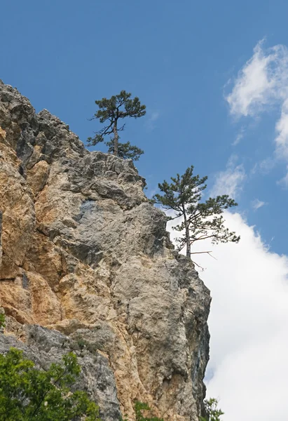 Pine-trees on a cliff — Stock Image Pine-trees on a cliff Stock Photo