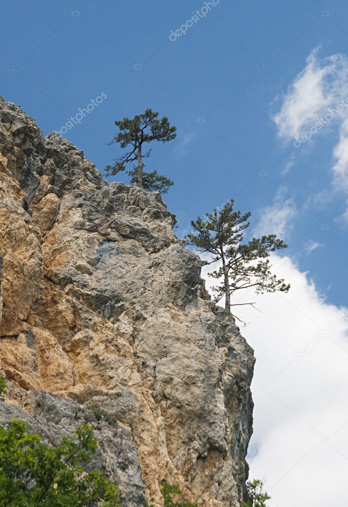 Pine-trees on a cliff
