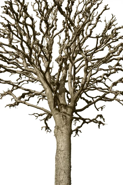 裸の木 — ストック写真