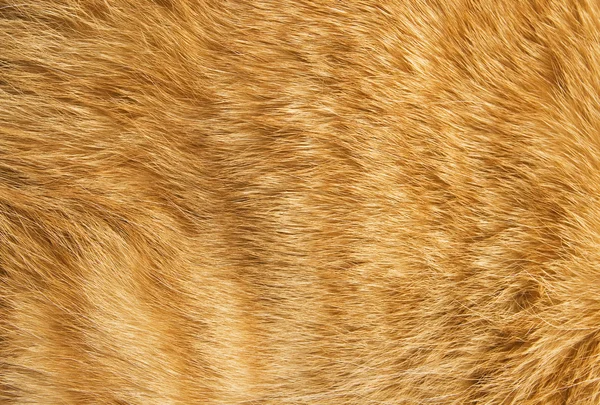 Textura de pele de gato — Fotografia de Stock