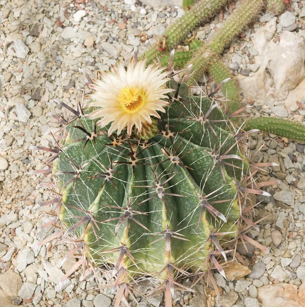 Cactus fleuri — Photo