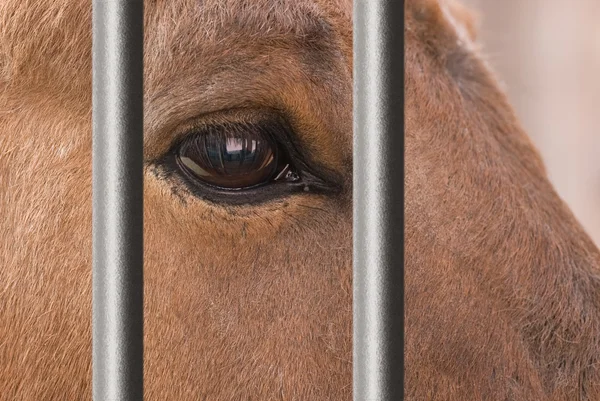 Pferd hinter Gittern — Stockfoto