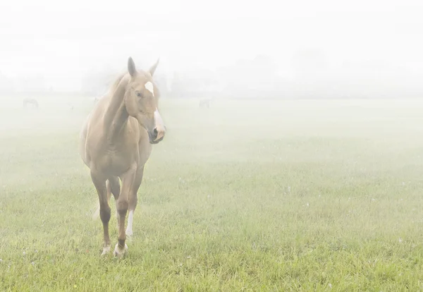 Pferd im Nebel — Stockfoto