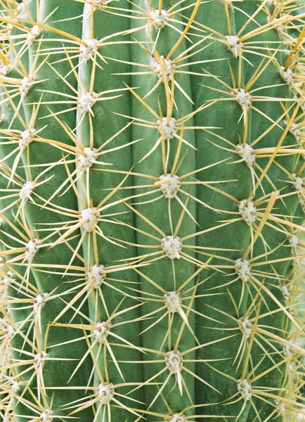Cactus — Photo