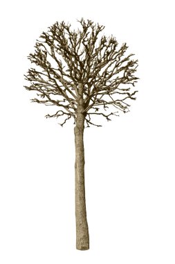 Bare tree clipart