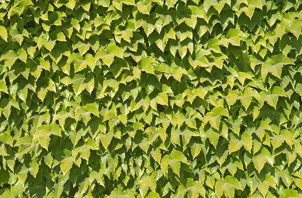 Ivy textuur — Stockfoto