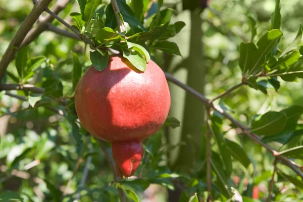 Stock image Ripe pomegranate