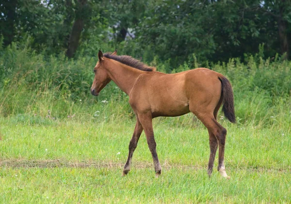 Brown foal — Stock Photo, Image