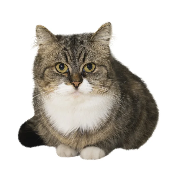 앉은 고양이 — 스톡 사진