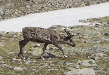 Reindeer in tundra clipart