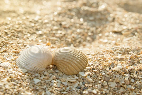 Two seashells kissing — Stock Photo, Image