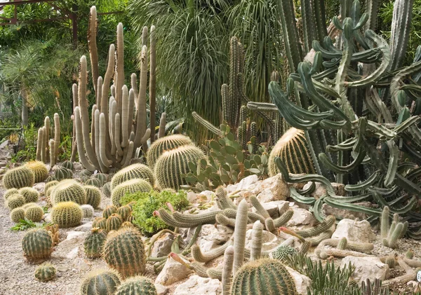 Kaktusy ve skleníku — Stock fotografie