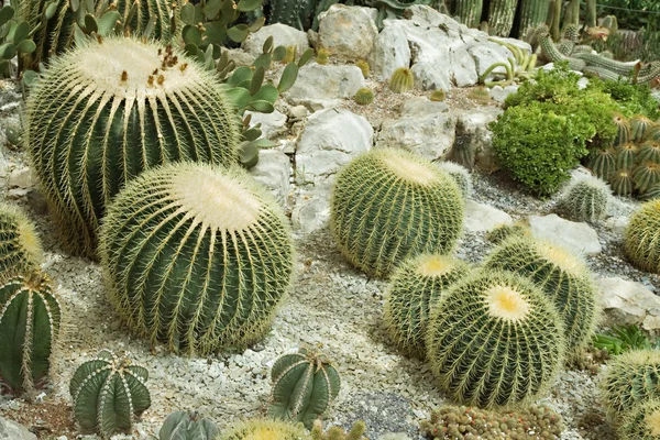 Cactus dans une serre — Photo