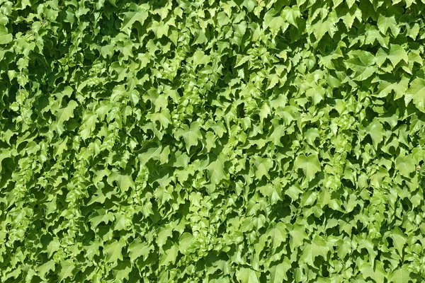 Ivy texture — Stock Photo, Image