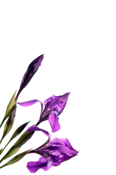 花束 — ストック写真