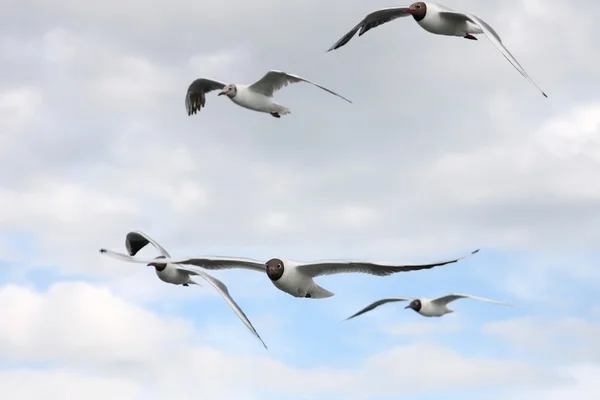 stock image Seagulls