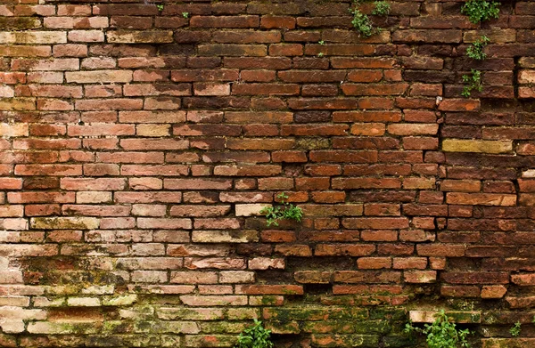 Hasarlı duvar — Stok fotoğraf