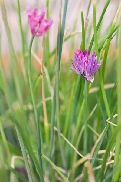 Kleine lila Blüten — Stockfoto