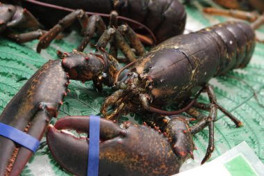 Lobster on market clipart