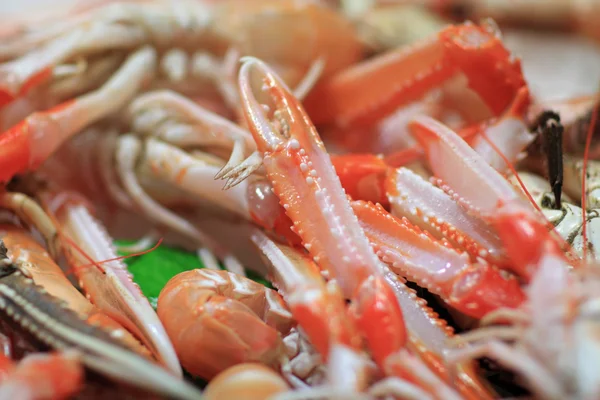 Feelers of prawn — Stock Photo, Image