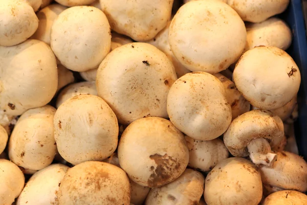 stock image Mushrooms on market