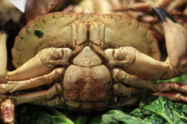 Crab at market — Stock Photo, Image