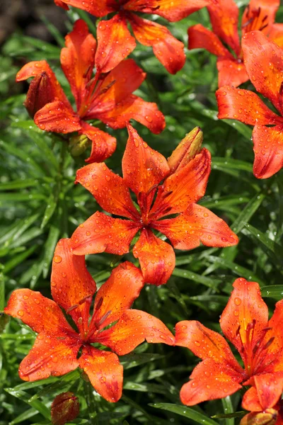 stock image Red flower after rain