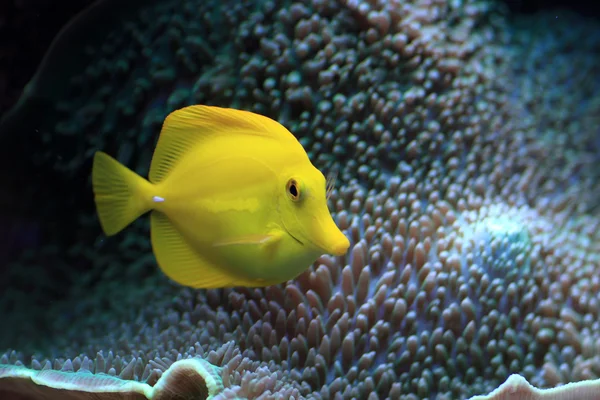stock image Yellow fish in the aquarium